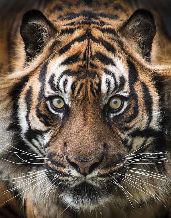 close up of a tiger