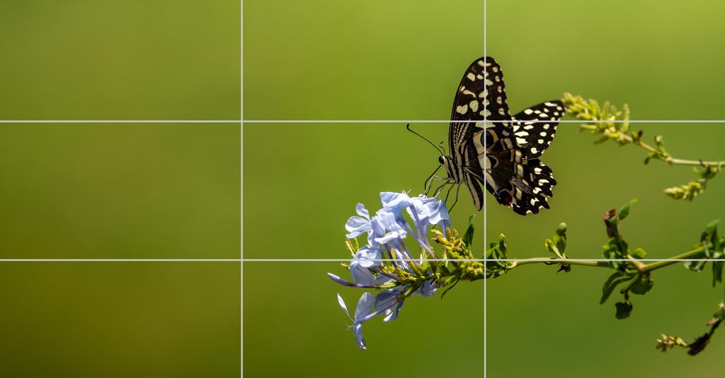 rule of thirds photo example of butterfly