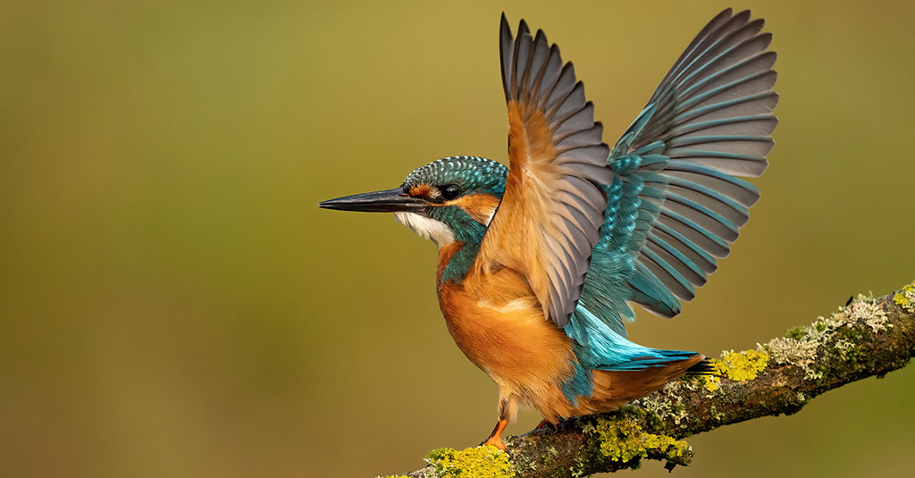 kingfisher wings flying